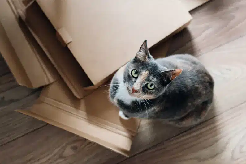 Moving with Pets: Safe Relocation Tips for Dogs and Cats