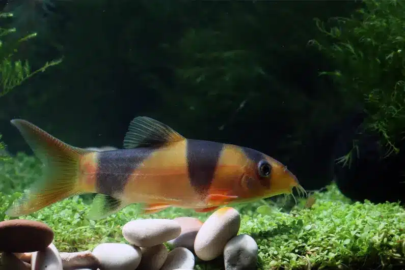 How to Move a Fish Tank The Right Way